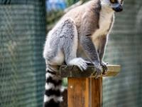 Katta Lemur